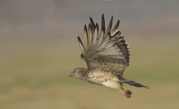 Short-toed Snake Eagle (Circaetus gallicus), India