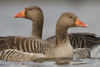 Greylag Goose (Anser anser), Utrecht, Netherlands