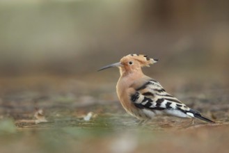 Eurasian Hoopoe (Upupa epops) perched on the ground, Spain