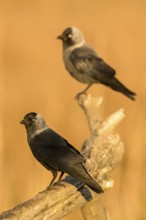 Western Jackdaw (Coloeus monedula), Romania