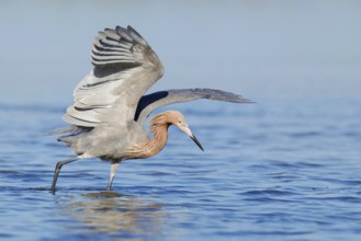 Reddish Egret (Egretta rufescens), Florida, USA