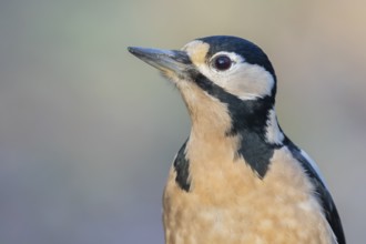 Great Spotted Woodpecker (Dendrocopos major) male, Lower Saxony, Germany