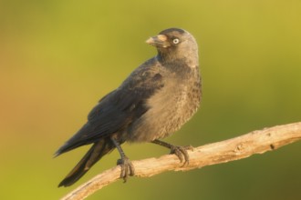 Western Jackdaw (Coloeus monedula) perched on a branch, Serbia