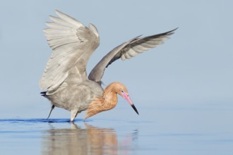 Reddish Egret (Egretta rufescens), Florida, USA