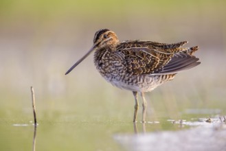 Common Snipe (Gallinago gallinago) foraging, Poland