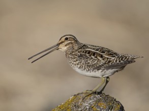 Common Snipe (Gallinago gallinago) perched on a rock, Iceland