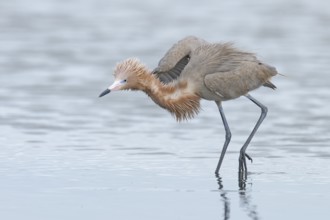 Reddish Egret (Egretta rufescens) foraging, Texas, USA