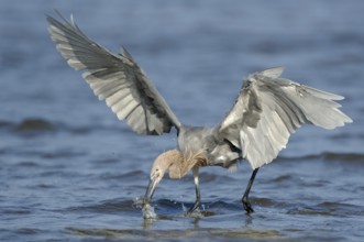 Reddish Egret (Egretta rufescens), Texas, USA