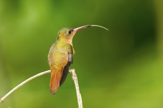 Cinnamon Hummingbird Amazilia rutila La Bajada, Nayarit, Mexico 8 June Adult with tongue extended.