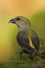 Red Crossbill (Loxia curvirostra) female, Utrecht, Netherlands