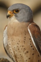 Lesser Kestrel (Falco naumanni), male portrait, Castile-La Mancha