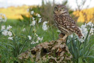 Little Owl (Athene noctua) perched on stone, Andalusia, Spain