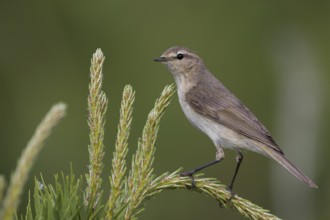 Siberian Chiffchaff - Taigazilpzalp - Phylloscopus tristis, Russia (Ural)