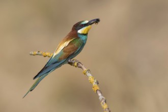 European Bee-eater (Merops apiaster) perched on a branch, Poland