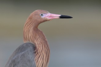 Reddish Egret (Egretta rufescens), Florida, USA