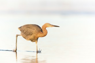Reddish Egret (Egretta rufescens) foraging, Florida, USA