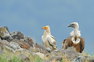 Griffon Vulture and Egyptian vulture, big birds of prey sitting on stone, rock mountain, nature
