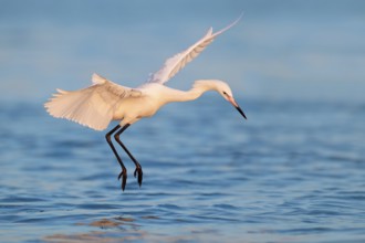Reddish Egret (Egretta rufescens) flying, Florida, USA