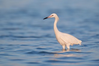 Reddish Egret (Egretta rufescens), Florida, USA