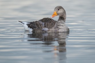 Greylag Goose (Anser anser), Iceland