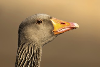 Greylag Goose (Anser anser), South Holland, Netherlands