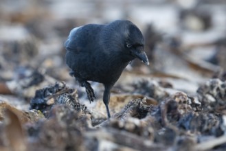 Western Jackdaw (Coloeus monedula) perched on a beach, Schleswig-Holstein, Deutschland, Germany