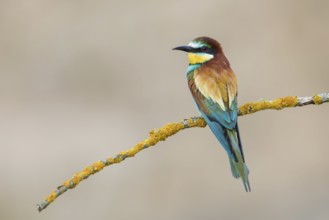 European Bee-eater (Merops apiaster) perched on a branch, Poland