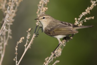 Siberian Chiffchaff - Taigazilpzalp - Phylloscopus tristis, Russia (Ural)