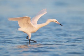 Reddish Egret (Egretta rufescens), Florida, USA