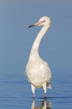 Reddish Egret (Egretta rufescens), Florida, USA