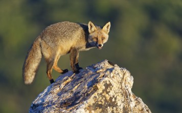 Red fox (Vulpes vulpes) in early morning light on a rock, Sierra de San Pedro, Extremadura, Spain