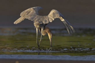 Reddish Egret (Egretta rufescens) foraging, Costa Rica
