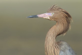 Reddish Egret (Egretta rufescens), Florida, USA