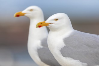European Herring Gull (Larus argentatus), Mecklenburg-Western Pomerania, Germany