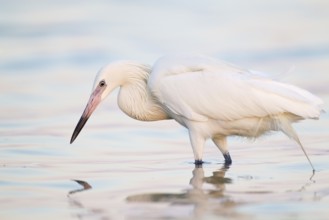 Reddish Egret (Egretta rufescens), Florida, USA