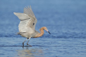 Reddish Egret (Egretta rufescens), Florida, USA