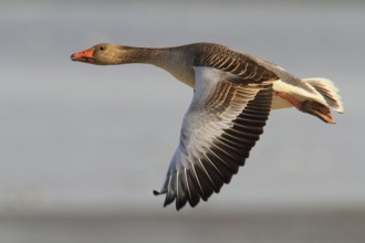 Greylag Goose (Anser anser) flying, Texel, Netherlands