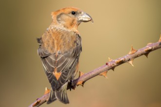Red Crossbill (Loxia curvirostra) male perched on a branch, Aragon, Spain
