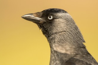 Western Jackdaw (Coloeus monedula), Romania