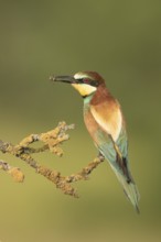 European Bee-eater (Merops apiaster) perched on a lichen branch with insect in beak, Serbia