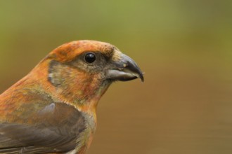Red Crossbill (Loxia curvirostra) male, Utrecht, Netherlands