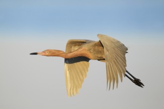 Reddish Egret (Egretta rufescens) flying, Florida, USA