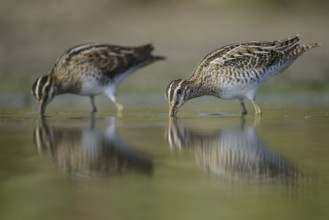 Common Snipe (Gallinago gallinago), Thuringia, Germany