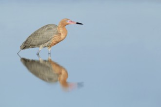 Reddish Egret (Egretta rufescens), Florida, USA
