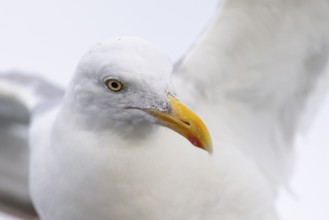 European Herring Gull (Larus argentatus), Norway