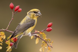 Red Crossbill (Loxia curvirostra) male perched on a branch, Aragon, Spain