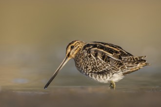 Common Snipe (Gallinago gallinago) foraging, North Rhine-Westphalia, Germany
