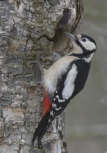 Great Spotted Woodpecker (Dendrocopos major) female, Saxony, Germany