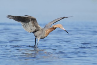 Reddish Egret (Egretta rufescens), Florida, USA