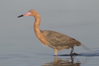 Reddish Egret (Egretta rufescens), Florida, USA